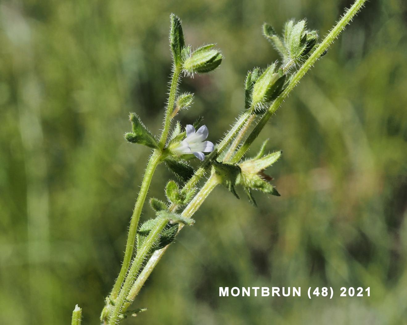 Bellflower, Annual